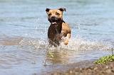 STAFFIE 178